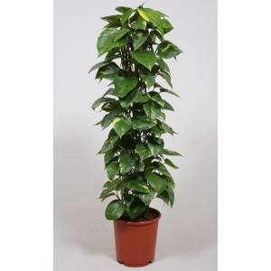 Эпипремнум золотистый 150 см.